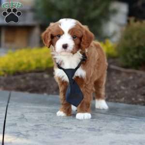 Bruno, Cavapoo Puppy